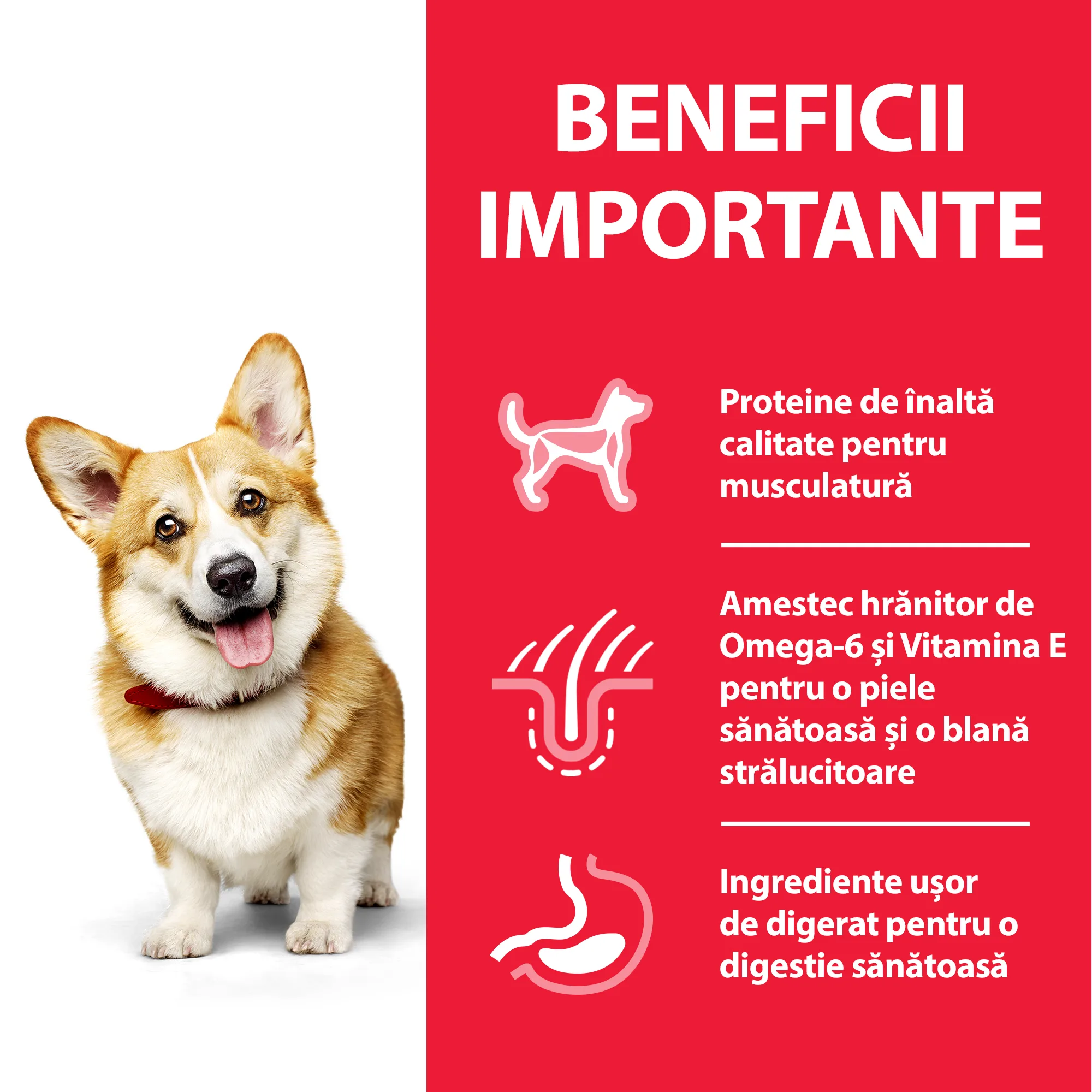 Hill's Science Plan Adult Small&Mini cu Pui Câini 6kg