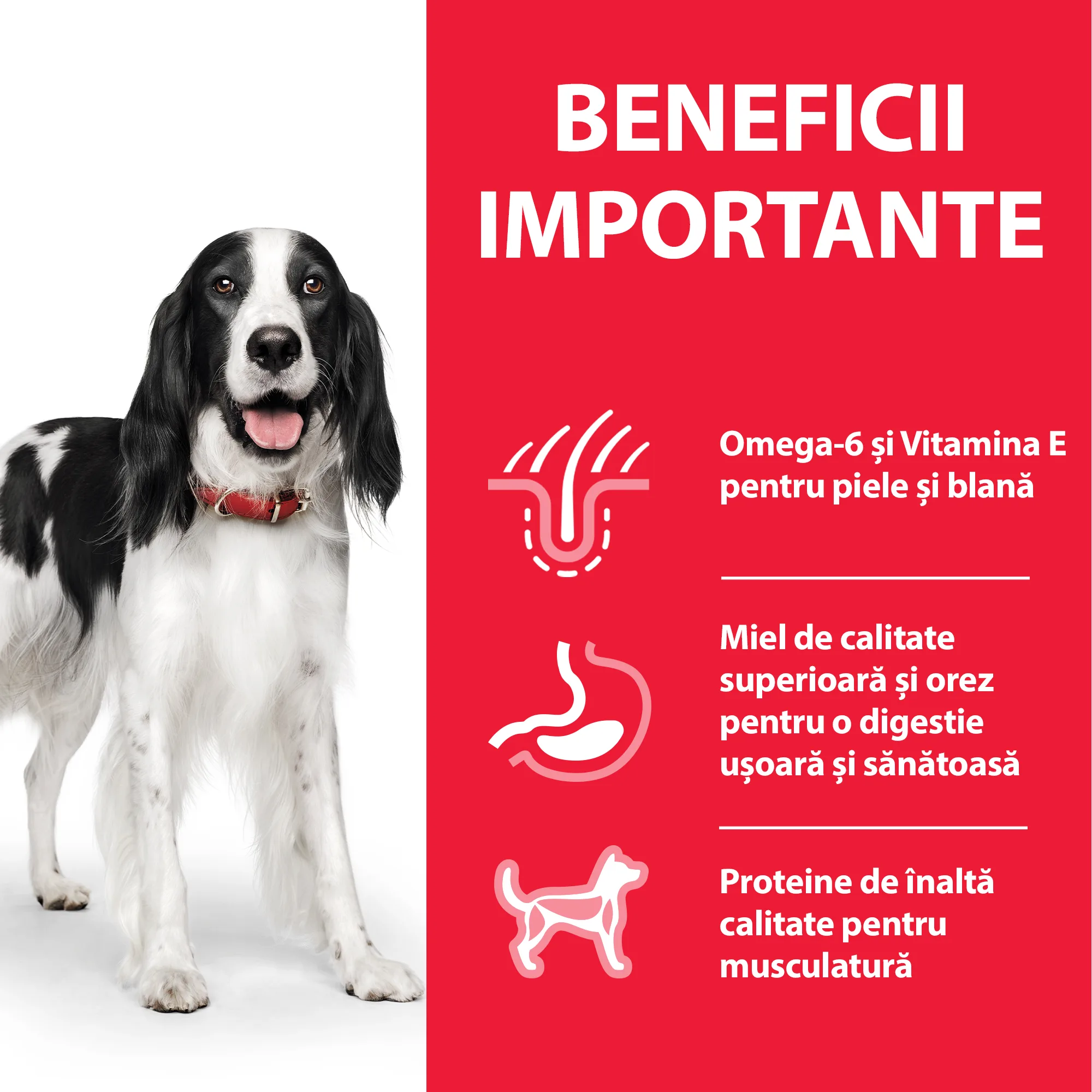 Hill's Science Plan Adult Medium Breed cu Miel Câini 2.5kg