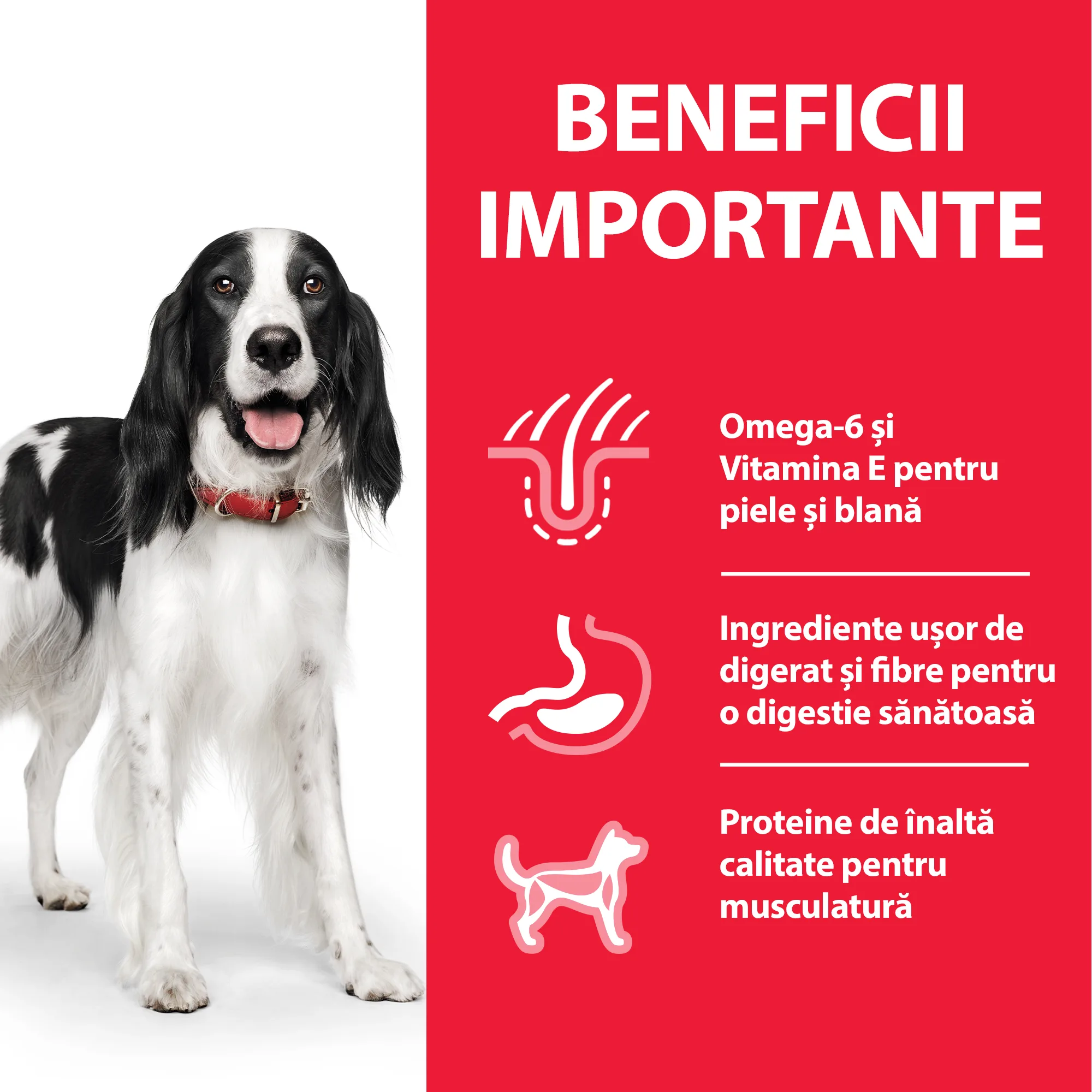 Hill's Science Plan Adult Medium cu Pui Câini 14kg