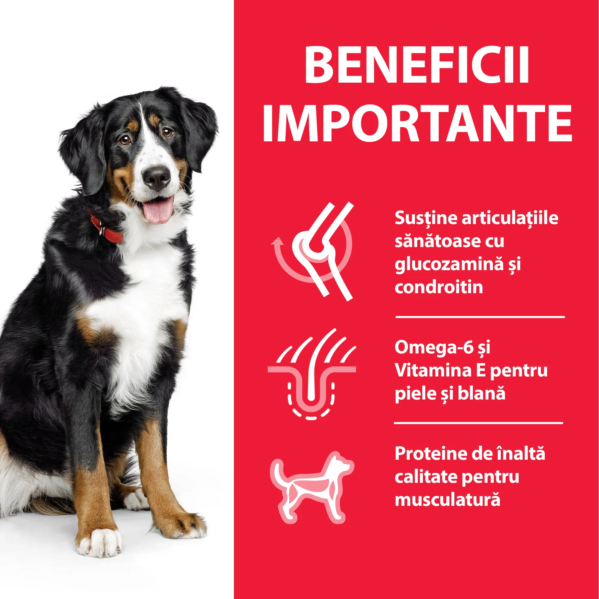 Hill's Science Plan Adult Large Breed cu Pui Câini 14kg