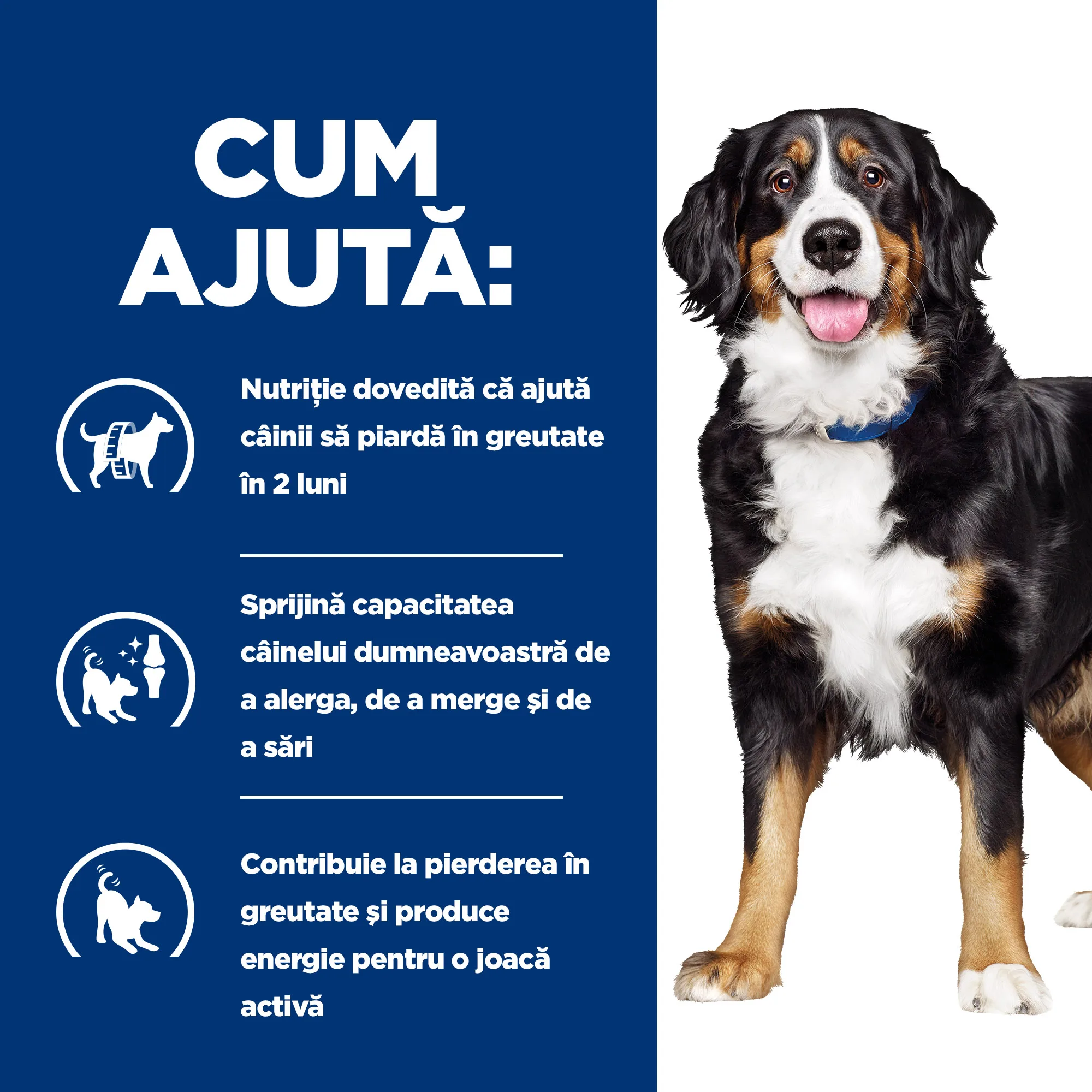 Hill's Prescription Diet Metabolic + Mobility cu Pui Câini 4kg