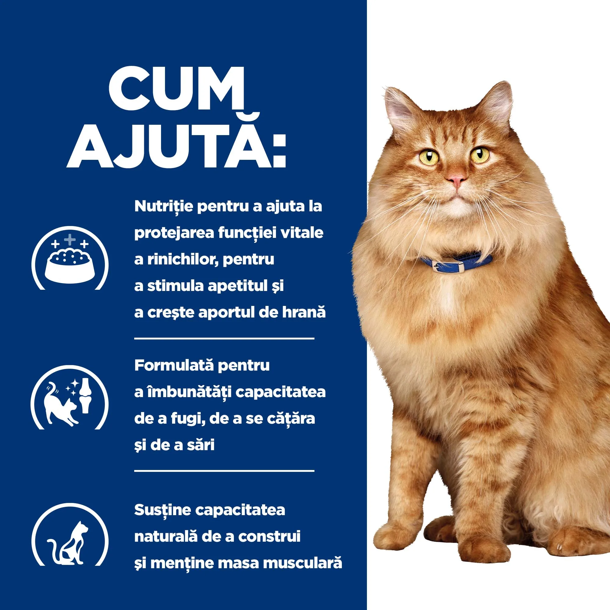 Hill's Prescription Diet K/D + Mobility cu Pui Pisici 1.5kg
