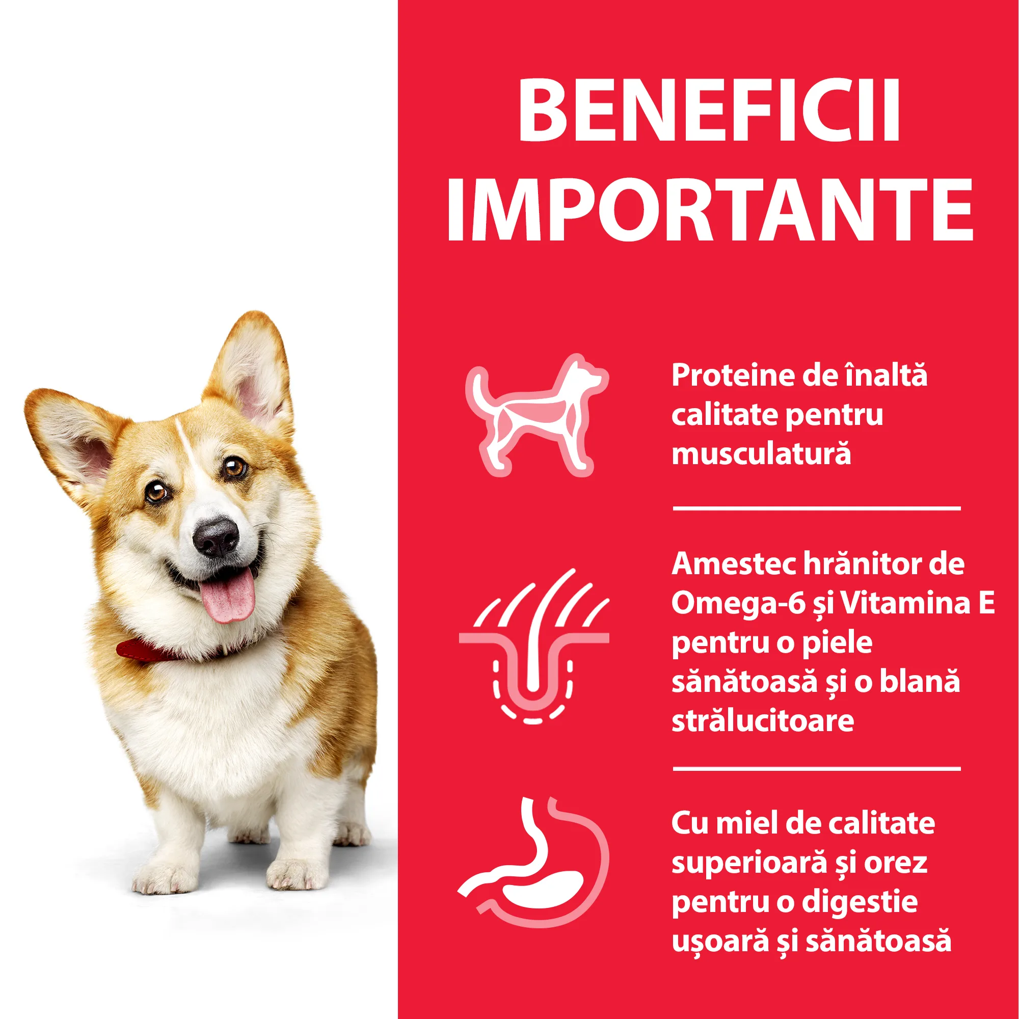 Hill's Science Plan Small & Mini Adult cu Miel și Orez Câini 1.5kg